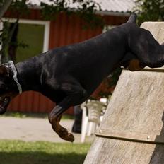 Dobermann R.I.P Zigga