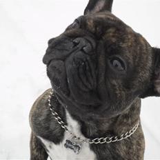 Fransk bulldog Mickey