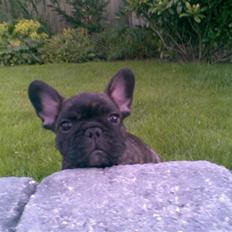 Fransk bulldog Mickey