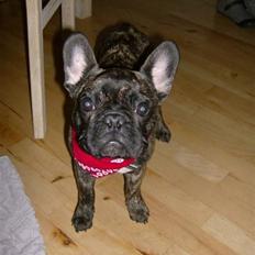 Fransk bulldog Mickey