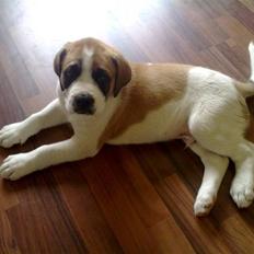 Blanding af racer Bernhard