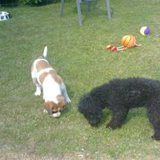 Blanding af racer Bernhard