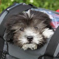 Blanding af racer Buster