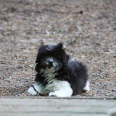 Blanding af racer Buster