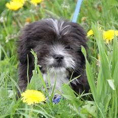 Blanding af racer Buster