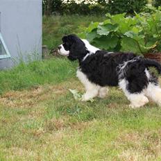 Amerikansk cocker spaniel Galaksi Tonight