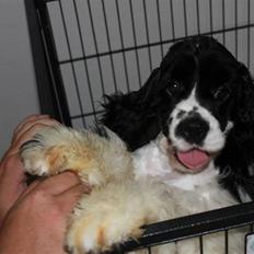 Amerikansk cocker spaniel Galaksi Tonight