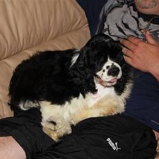 Amerikansk cocker spaniel Galaksi Tonight