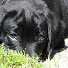 Blanding af racer Armstrong