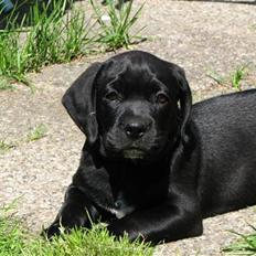 Blanding af racer Armstrong