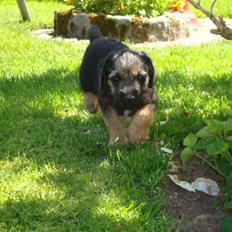 Border terrier **Molander Erik (Emil)**