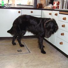 Flat coated retriever Penny