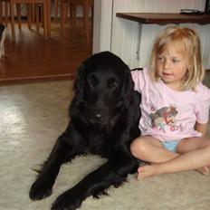 Flat coated retriever Penny