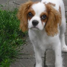 Cavalier king charles spaniel Joey
