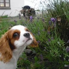 Cavalier king charles spaniel Joey