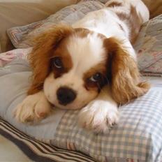 Cavalier king charles spaniel Joey