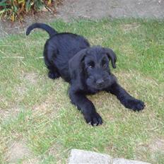 Riesenschnauzer Joey