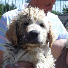 Golden retriever Bluzz