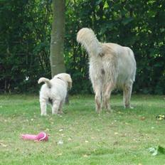 Golden retriever Bluzz