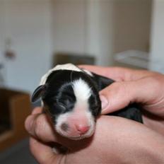 Cavalier king charles spaniel Funders First Bailey