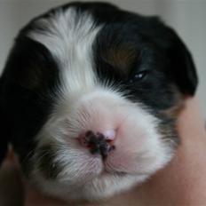 Cavalier king charles spaniel Funders First Bailey