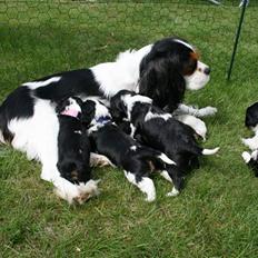 Cavalier king charles spaniel Funders First Bailey