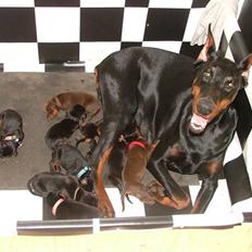 Dobermann Duna Van't Liethohof