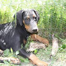 Dobermann Be-Barong Cujo