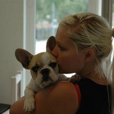 Fransk bulldog Pixie