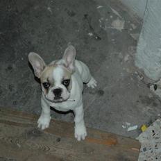 Fransk bulldog Pixie