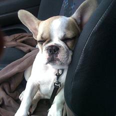 Fransk bulldog Pixie