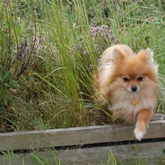 Pomeranian Savannah