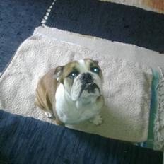 Engelsk bulldog Molly