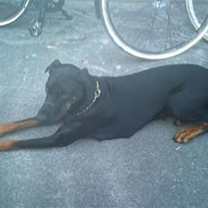Dobermann Tøsen