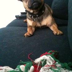 Blanding af racer Laika