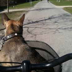 Blanding af racer Laika