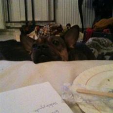 Blanding af racer Laika