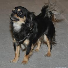 Chihuahua Bella