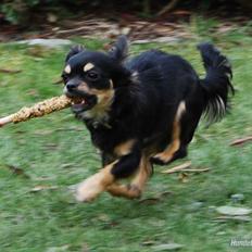 Chihuahua Bella
