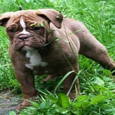 Olde english bulldogge Brandy