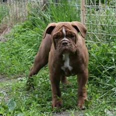 Olde english bulldogge Brandy