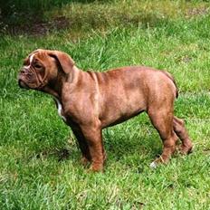 Olde english bulldogge Brandy
