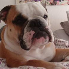 Engelsk bulldog Felix