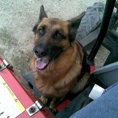 Schæferhund Tara Katja Kean ¤himmelhund¤