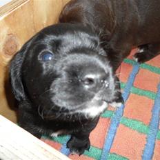 Labrador retriever Anthon(slogt)