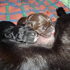 Labrador retriever Anthon(slogt)