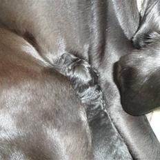 Labrador retriever Anthon(slogt)