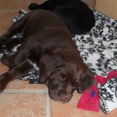 Labrador retriever Thor