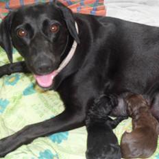 Labrador retriever Thor