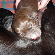 Labrador retriever Thor